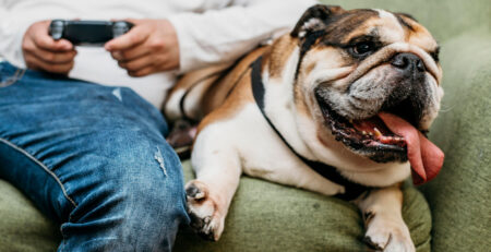 Cachorro saudável com plano de saúde pet - convênio para cachorros