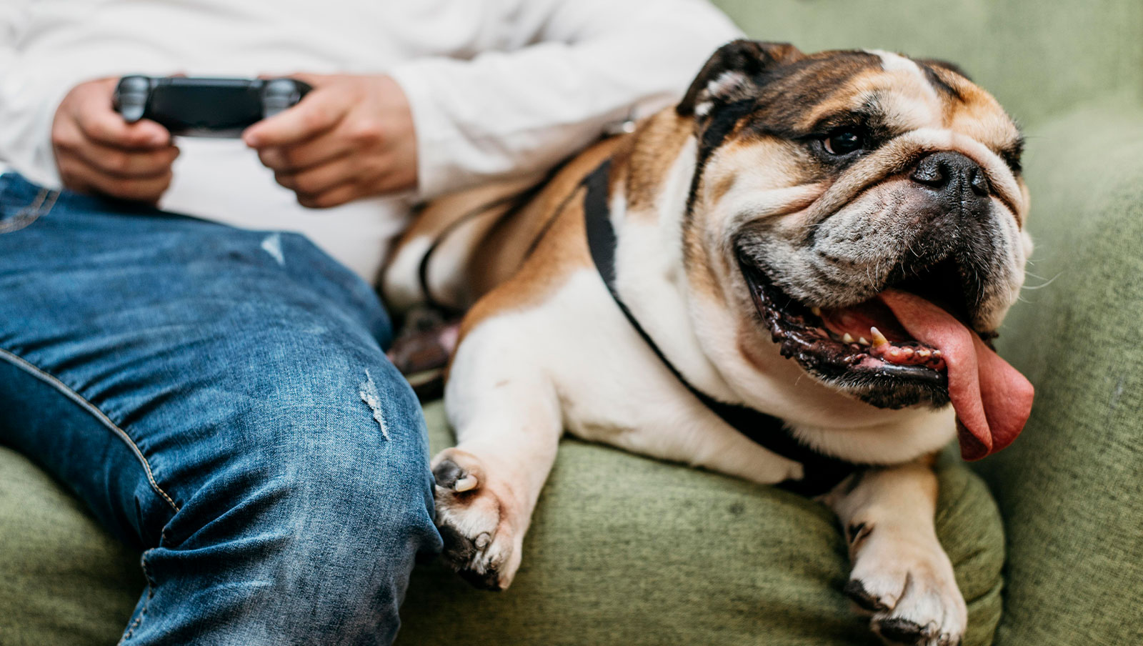 Cachorro saudável com plano de saúde pet - convênio para cachorros