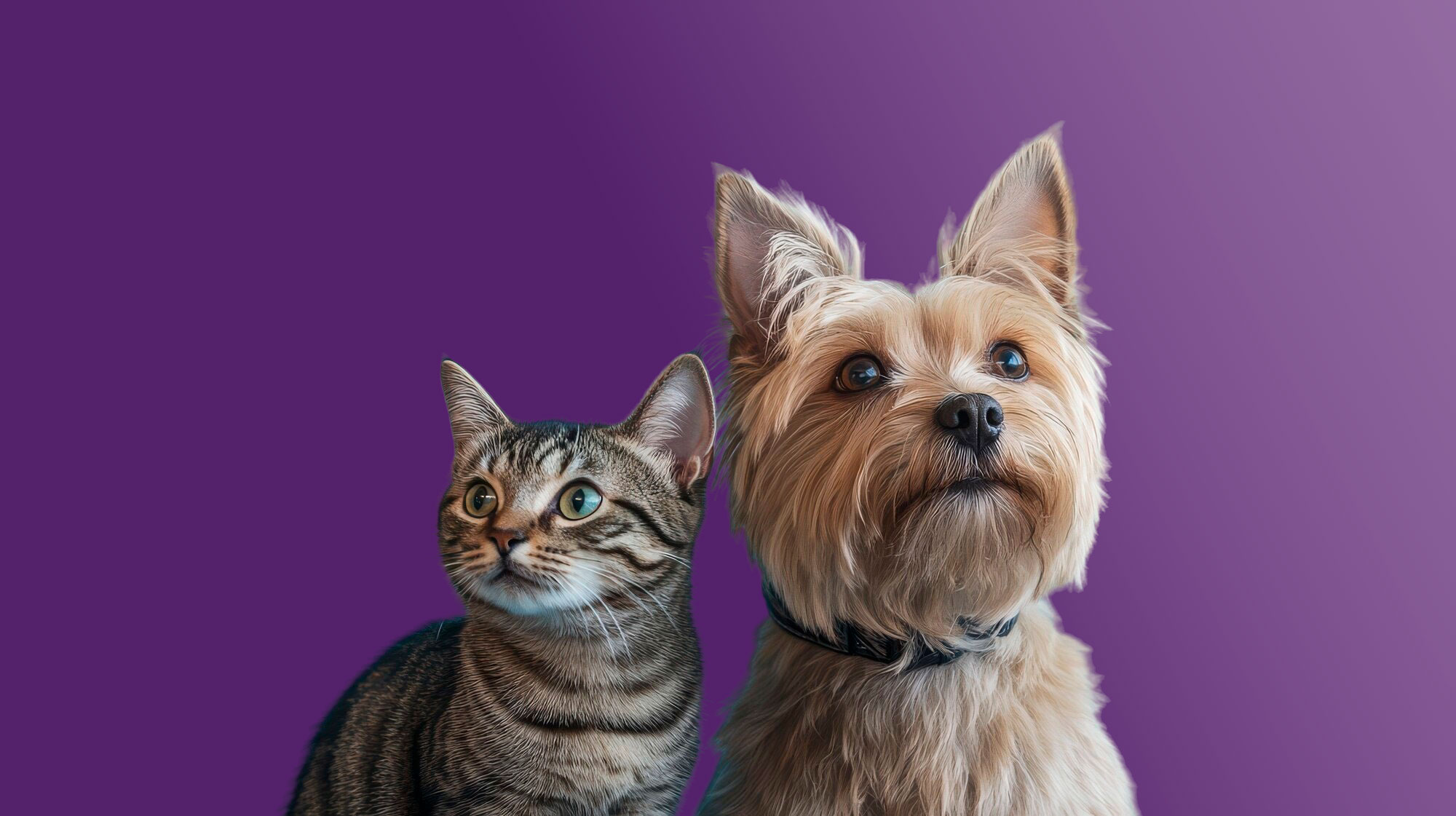 Preventpet, Petseguro, Vetseguro e Cartao Amigo Pet